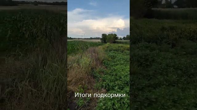 Результат листовой подкормки 🌽🌽🌽 смотреть онлайн