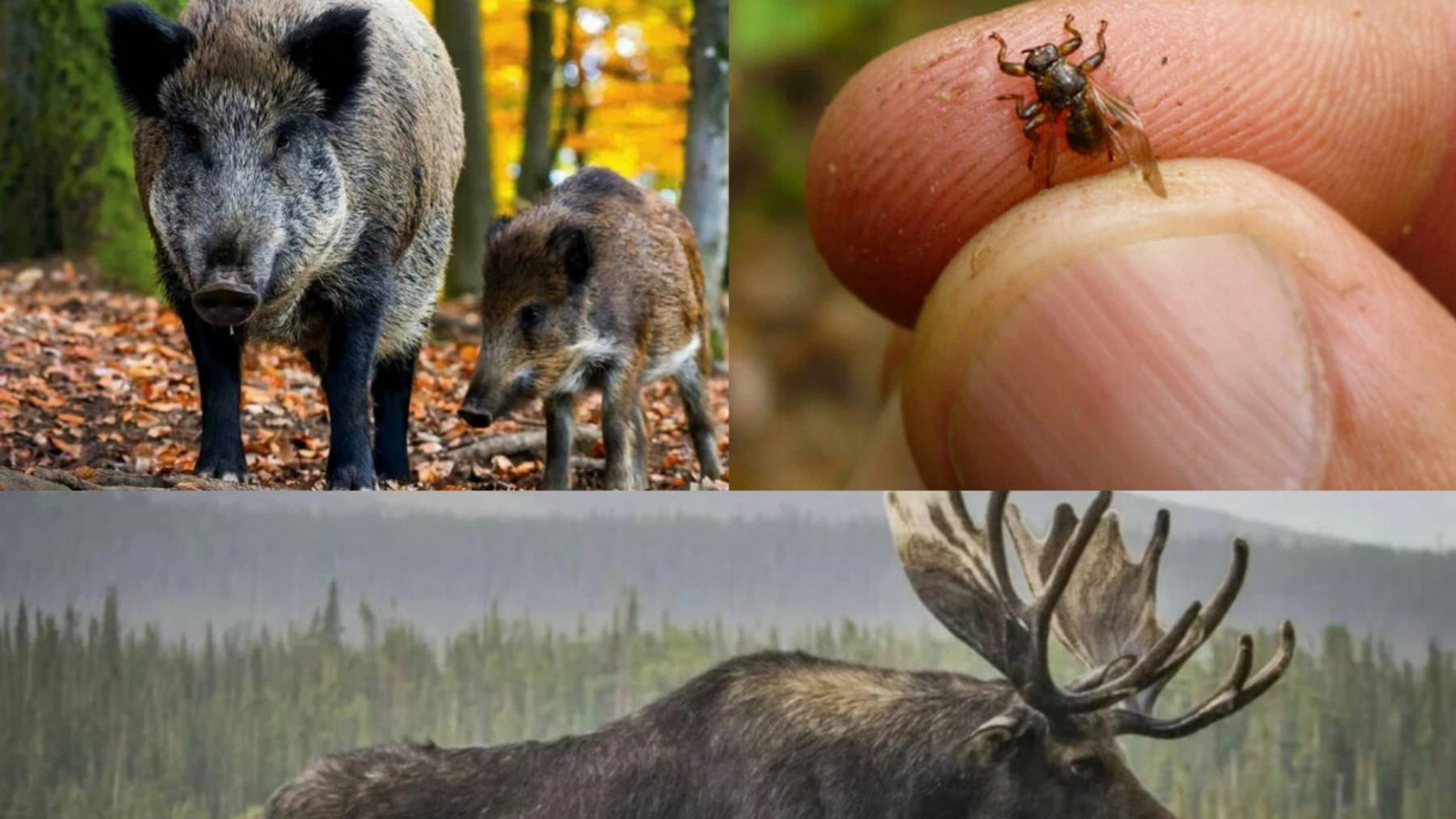 Лосиные кровососки, сбор клюквы, провалился в трясину... смотреть онлайн