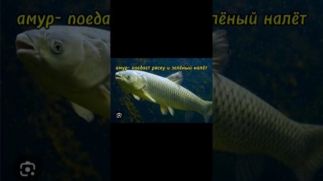санитары для водоёма. #fishing #рыба #природа смотреть онлайн