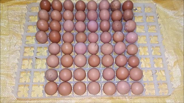 Lohmann Brown Hen Egg Hatching Automatic Egg incubator XM 26 لوہمن براؤن ہین смотреть онлайн