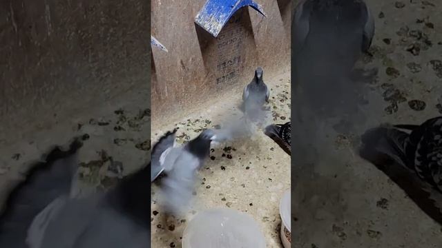 Back to being my girlfriend! #pigeon #racing #breeding смотреть онлайн