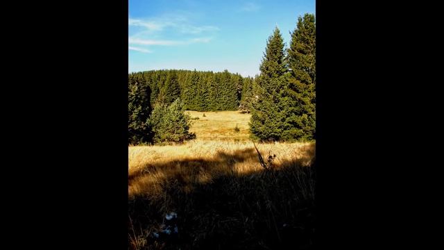 Caza en Bulgaria смотреть онлайн