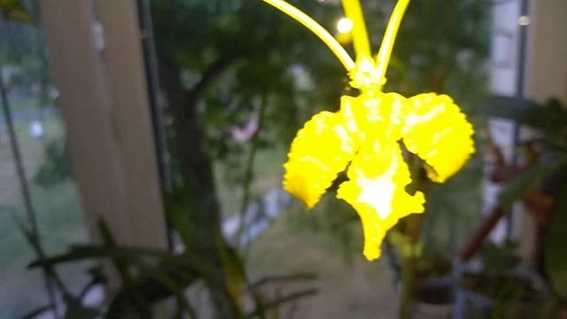 Psychopsis Mariposa Alba цветение