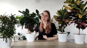 Кротоны обзор девяти сортов и гибриды 🌿 Кодиеум