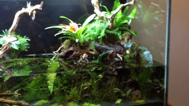 SeaChem Monster 265 Paludarium смотреть онлайн