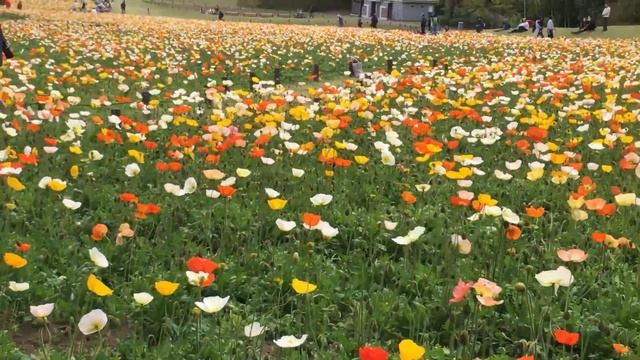 【Healing movie】 400,000 shares of poppy flower garden смотреть онлайн
