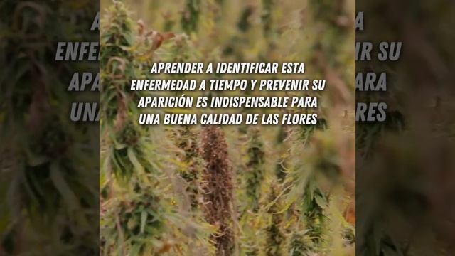 ¿Qué es la Botrytis (moho gris) y cómo prevenirla? смотреть онлайн