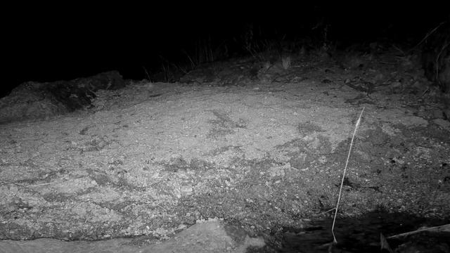 Sonoran Desert Wildlife: Trail Camera Videos in Arizona смотреть онлайн