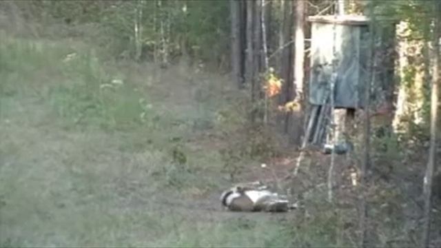 Dominant Doe смотреть онлайн