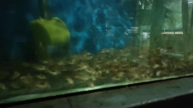 Уборка личинок и малька. Апистограмма на нерест. смотреть онлайн