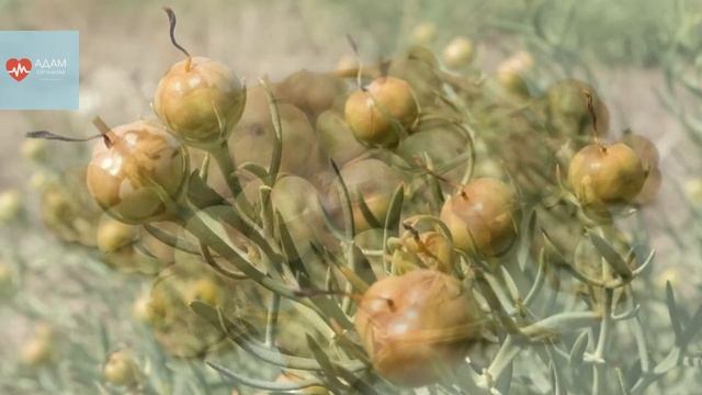 Сіз білмеген адыраспанның пайдасы смотреть онлайн