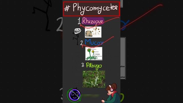 Fungi example | Phycomycetes class11 | Fungi | Phycomycetes examples trick#neet2024 #neet2025 #fung смотреть онлайн