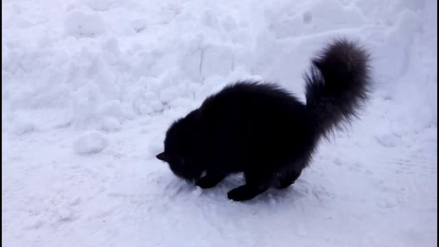 Squirrel.. black. Чёрная белка))) смотреть онлайн