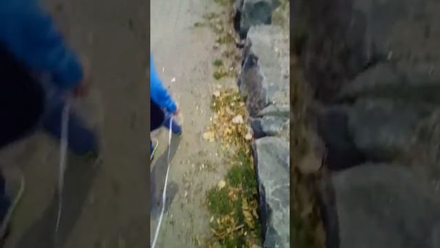 Rory puts a hole in the Birthday Balloon 10.6.16 смотреть онлайн