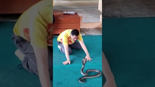 Поцелуй с Ядовитой Коброй. Бесплатная экскурсия Пхукет. Тай за 50 тысяч с перелетом. @tutsi-dieti смотреть онлайн