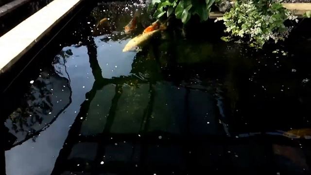 Koi Pond Water Testing | Nitrite Ammonia Nitrate PH смотреть онлайн