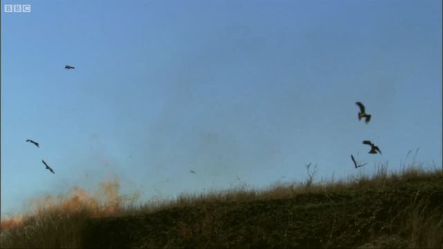 Fire and Feathers | Madagascar w/ David Attenborough | BBC Earth смотреть онлайн