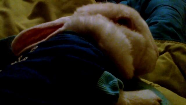 Introducing the adorable Millhouse Avalance (aka "Milly") to the Internet смотреть онлайн