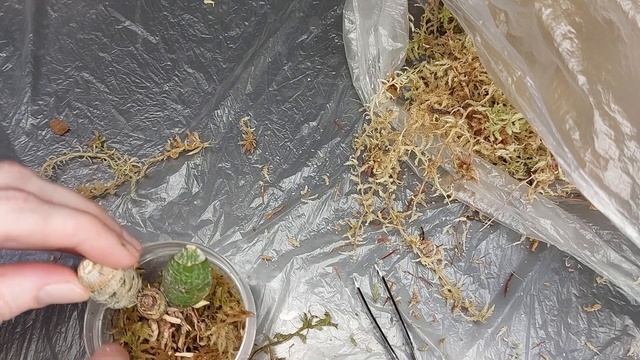 Посадка новичков от BBB Orchids. Снова живой мох сфагнум. Катасетум или орхидея морковка. смотреть онлайн