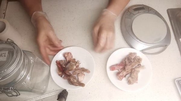 Начинаю эксперимент: растворяет ли кости желудочный сок собаки.