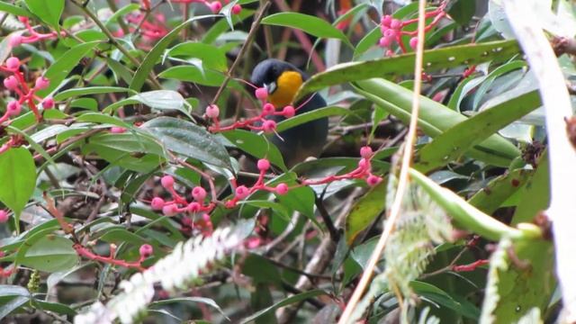 NEAR ENDEMIC- Purplish-mantled Tanager- Iridosornis porphyrocephalus- Tatama смотреть онлайн
