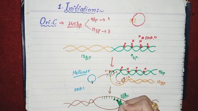 DNA replication in Prokaryotes. Initiation, Elongation, Termination and summary. смотреть онлайн