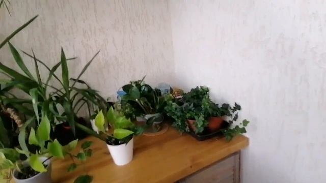 ПРО РАСТЕНИЯ И НЕ ТОЛЬКО... смотреть онлайн