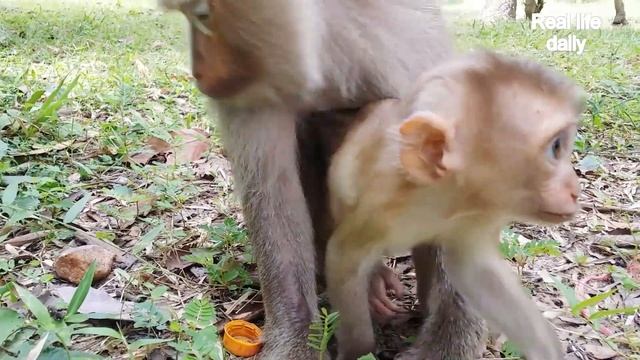 Very pity new baby monkey, pigtail monkey cry cos angry bonita no milk for her | Part 75 смотреть онлайн