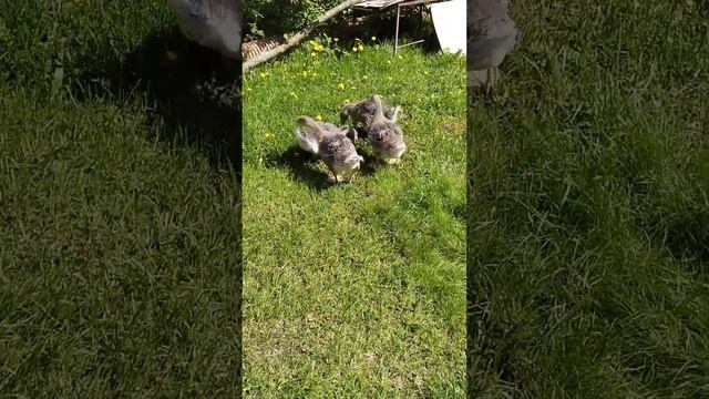Гусята на прогулке. 1 месяц) смотреть онлайн