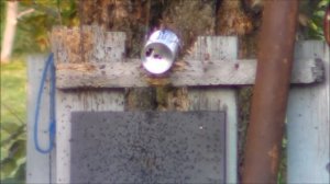 Хатсан 125 витая пружина перепуск 4.2мм короткий ствол (-70мм)