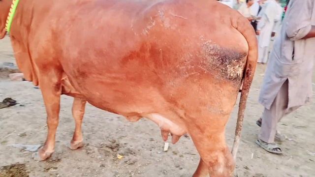 Malumor Mandi Jhang Rates Update | Cow Mandi 2023 | Cow Latest Rates Update смотреть онлайн