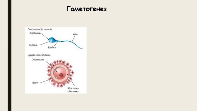 Узагальнення знань з теми «Репродукція і розвиток смотреть онлайн