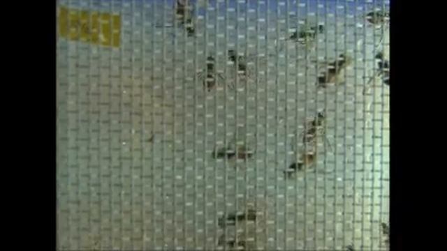 Lalat Buah - Dunia Binatang Trans7 (16 April 2014) смотреть онлайн