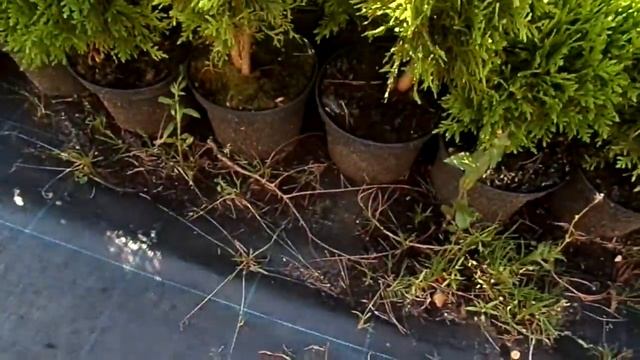 Купить саженцы Даники смотреть онлайн