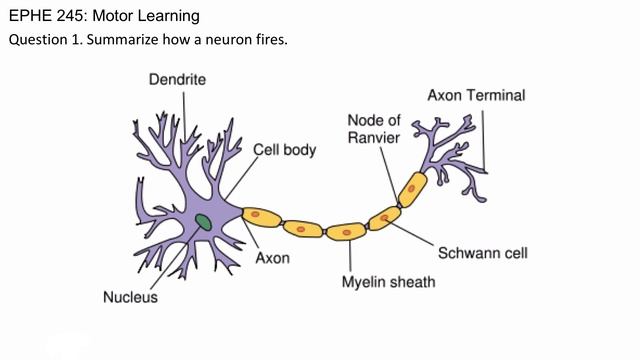 How A Neuron Fires смотреть онлайн