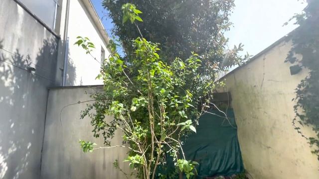 Мои растишки 🌸💐🌺Прелести вёсны . ВЛОГ из французской провинции смотреть онлайн