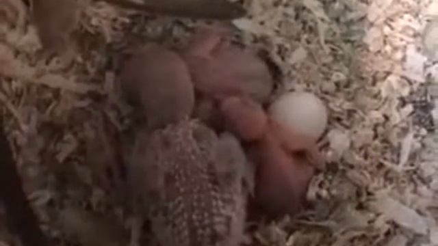 Животные Baby Budgerigar Budgie Не для слабонервных Животные юмор смотреть онлайн