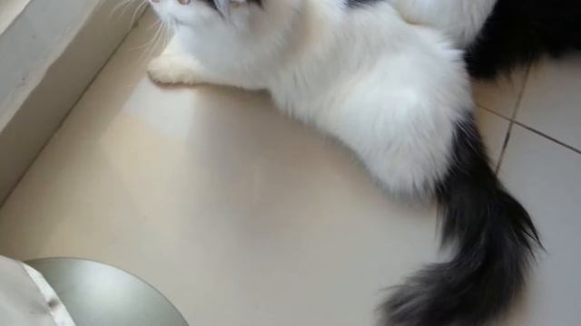 Baq'a and Pico watching a dove. 20.01.2015 смотреть онлайн