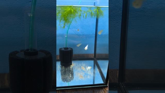 нерестовики смотреть онлайн