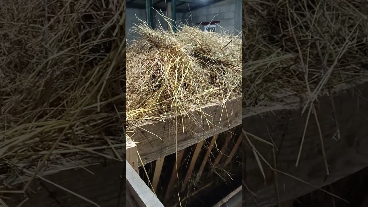 Дорпер, наша миниферма. смотреть онлайн