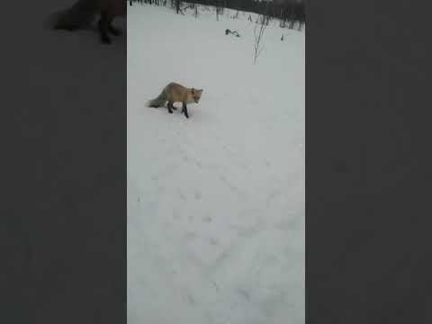 В сотне километров от Уренгоя ...(1) смотреть онлайн