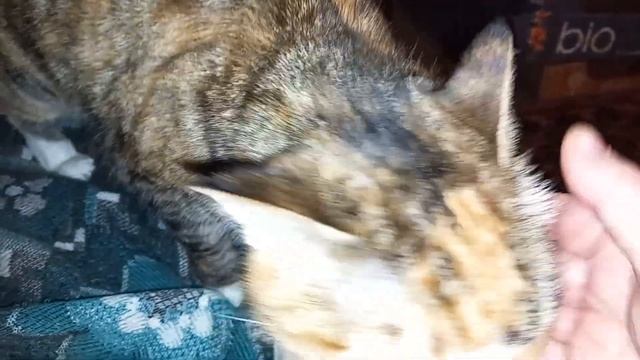 У нас три кошки 😾 и один кот 😻. Первая часть.Самая младшая. Кошка 🐱 Матюша.#тамараушакова смотреть онлайн