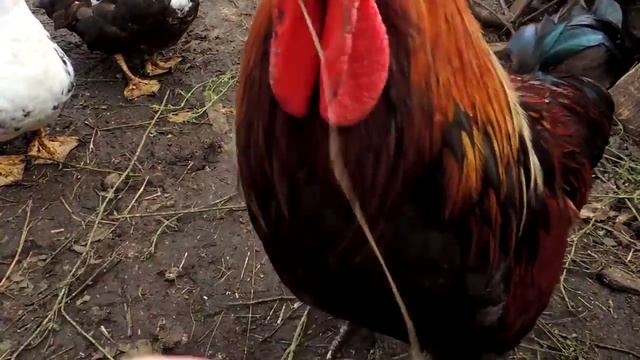 Кушает виноградик - Cock is eating the grapes 2! смотреть онлайн