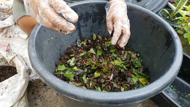 DIY Milli/Vermi-Compost Using Millipedes and Worms/Superior than Vermicompost смотреть онлайн