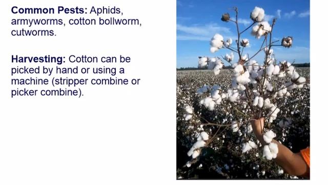 Textile Crops смотреть онлайн
