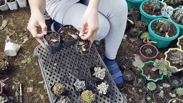 Mabilis na paraan para dumami ang mga succullents смотреть онлайн