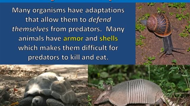 Adaptations of Predators and Prey смотреть онлайн