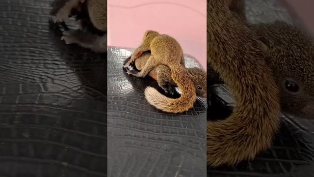 Family, Animals смотреть онлайн