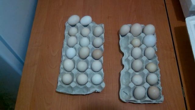 Инкубация яиц! смотреть онлайн