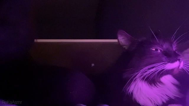 АСМР Звуки рук и урчание кошки🐈⬛ASMR Hand sounds and cat sounds смотреть онлайн